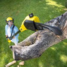 Redlands, CO  Tree Services Company